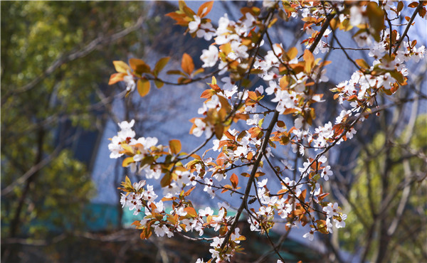 春暖花開，等你歸來——邀你云賞南新春景，以慰思念